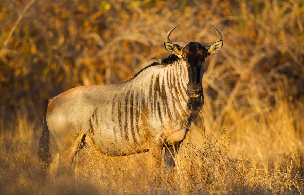 Cookson's wildebeest south Luangwa national park Zambia
